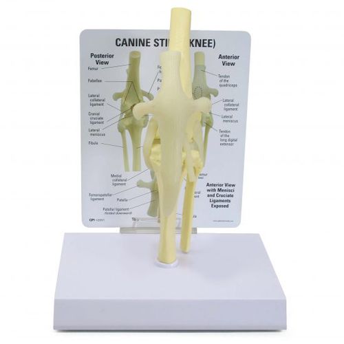 Анатомическая модель для колена - 9050 - GPI Anatomicals - бедренной кости / большеберцовой кости / малой берцовой кости