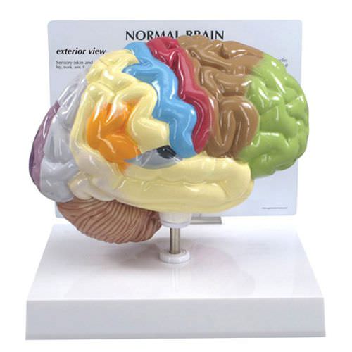 Анатомическая модель мозга - 2950 - GPI Anatomicals - для образовательных целей