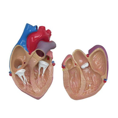 Анатомическая модель сердца - 2500 - GPI Anatomicals - полой вены / для лечения сердечно-легочных заболеваний / для образовательных целей