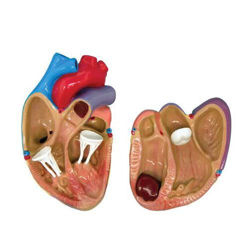Анатомическая модель сердца - 2550 - GPI Anatomicals - для лечения сердечно-легочных заболеваний / для образовательных целей / в комплекте