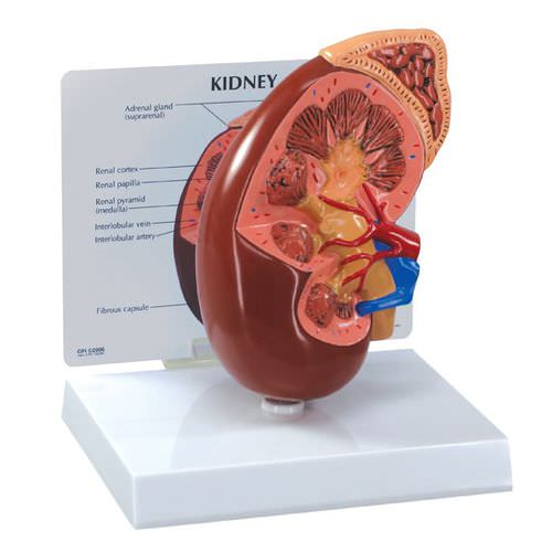 Анатомическая модель почечная артерия - 3250 - GPI Anatomicals - вены / почки / мочеточника
