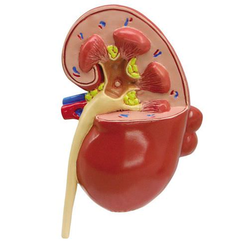 Анатомическая модель почки - 3260 - GPI Anatomicals - для образовательных целей