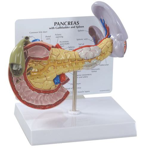 Анатомическая модель поджелудочной железы - 3330 - GPI Anatomicals