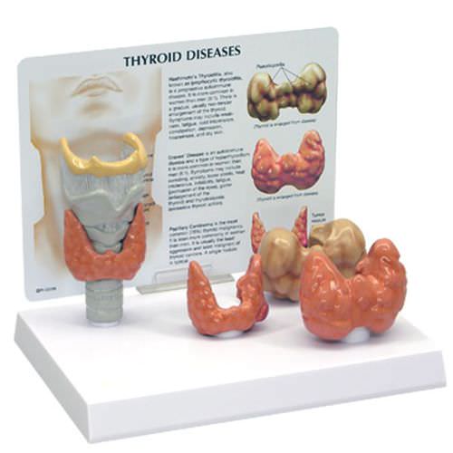 Анатомическая модель гортани - 3150 - GPI Anatomicals - трахеи / щитовидной железы / для образовательных целей