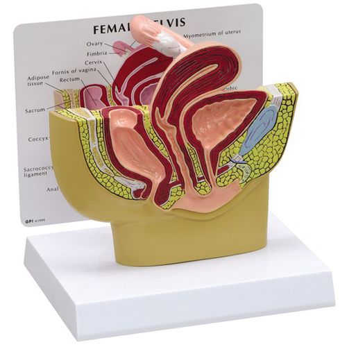 Анатомическая модель таз - 3500 - GPI Anatomicals - яичников / фаллопиевых труб / для образовательных целей