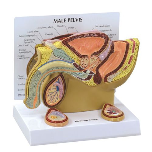 Анатомическая модель таз - 3570 - GPI Anatomicals - яичек / для образовательных целей / мужская