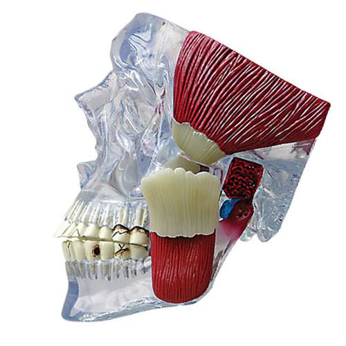 Анатомическая модель нижней челюсти - 2880 - GPI Anatomicals - для стоматологии / для образовательных целей / прозрачная