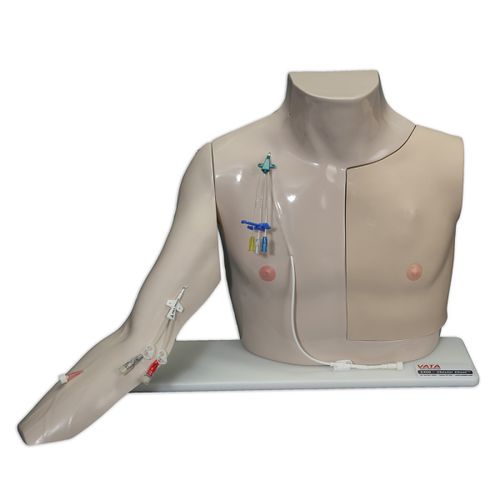 Медицинский симулятор для сосудистого доступа -  Chester Chest™ - VATA, Inc. - для внутривенной катетеризации / для перфузии / учебный