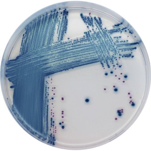Реактив реакционная среда - ST1 series - CHROMagar - для микробиологии / для пищевых продуктов / Escherichia coli (кишечная палочка)