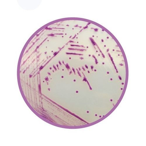Реактив реакционная среда - CHROMagar™  - CHROMagar - для ветеринарной лаборатории / бактерии
