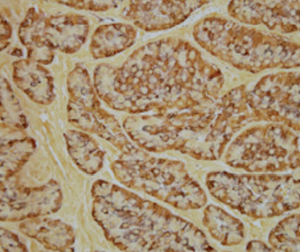 Реактив красящий раствор - Grimelius   - BIO-OPTICA Milano - для гистологии / для цитологии