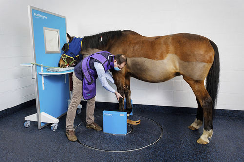 Ветеринарный рентгеновский сканер для лошади - slCT - Hallmarq Veterinary Imaging