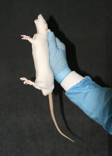 Анатомическая модель грызун - BIO-RAT - Bioseb - всего тела / для исследований на животных / учебная