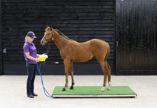 Электронный ветеринарные весы - Ludlow - Horse Weigh - для лошадей / платформа / с мобильным билбордом