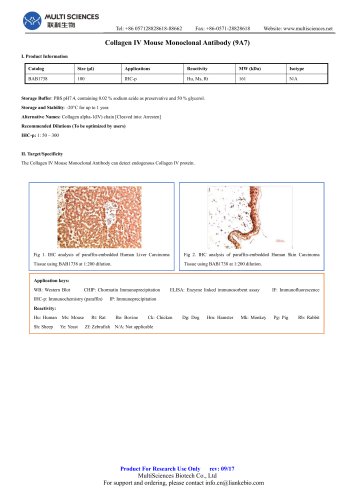 Collagen IV Mouse Monoclonal Antibody (9A7)