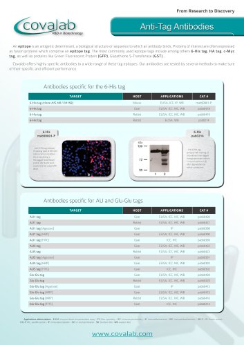 Anti-tag antibodies