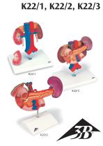 Product Manual - 3B Smart Anatomy - K22/1 K22/2 K22/3