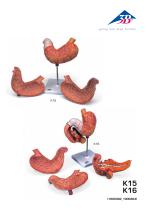 Product Manual - Human Stomach Model - 3B Smart Anatomy - K15